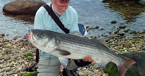 Surfcasting For Striped Bass (With John Skinner) .
